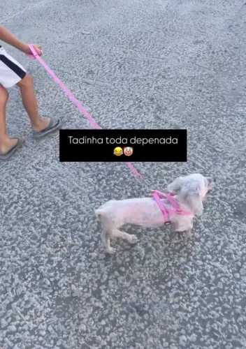 A procura de um poodle toy macho