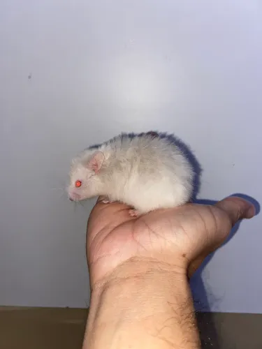 Hamster SÍRIO 