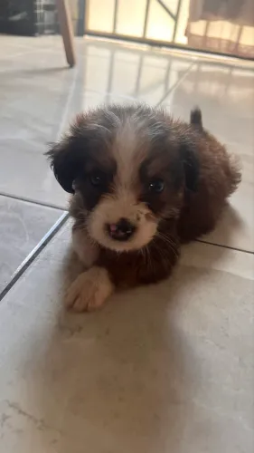 Vendo filhote de poodle
