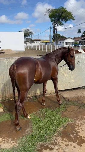 Potro puro QM 3 anos