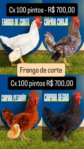 Vendo Pintinhos p/ Corte