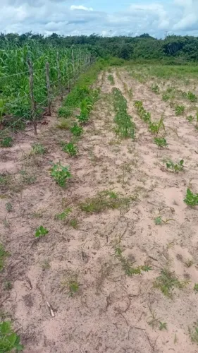 Vendo terreno no Curralinho, Canaan- Trairi/CE.