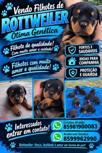 Venda de filhotes de Rottweiler