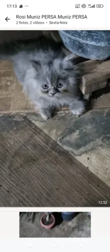 Vendo gatinho persa cinza 