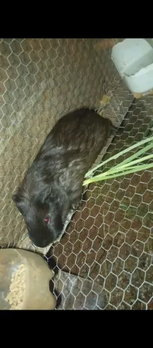Vende-se porquinho da índia macho, adulto 
