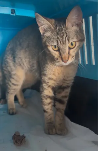Gato para adoção