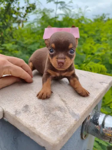 Filhote de Pinscher muito fofo disponível 