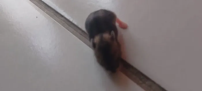 Hamsters anão russo 