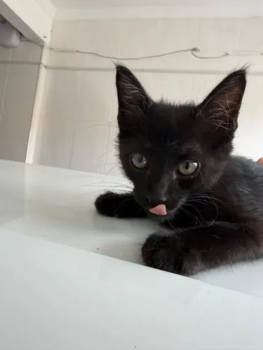 Gata preta morceguinha