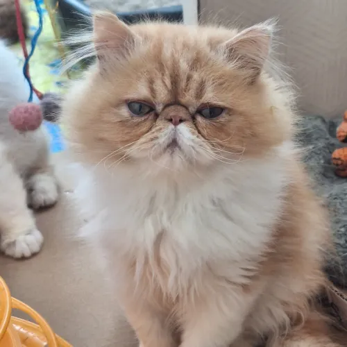 Gato persa filhote com pedigree