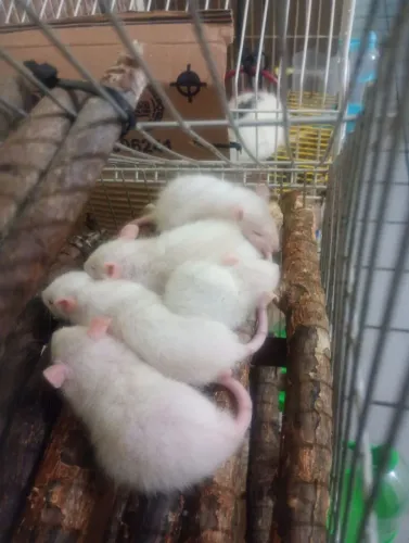 Hamster Twister Rato de Laboratório 