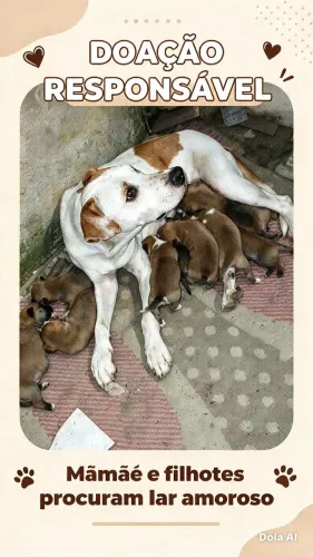Doação cachorros