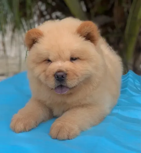 Filhotes de Chow Chow Padrão Americano 