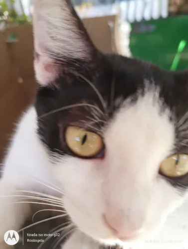 Gato de 7meses, castrado e vermifugado
