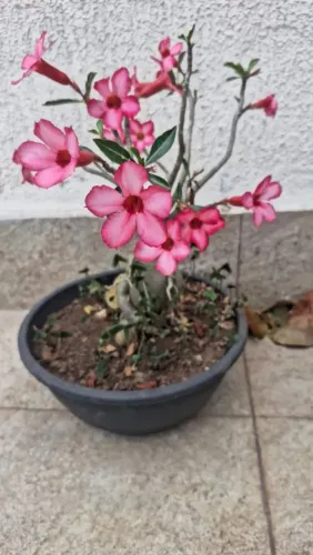 Rosa do deserto