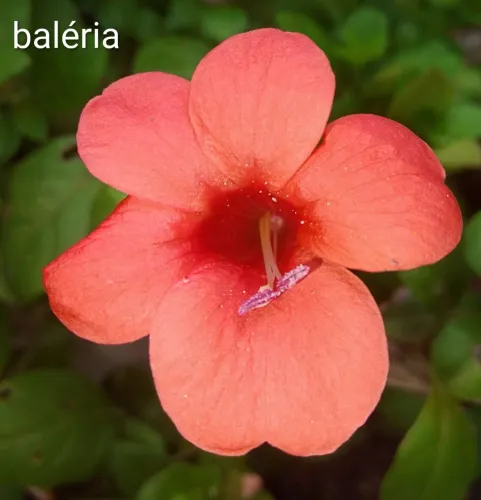 Jardim planta barléria vermelha