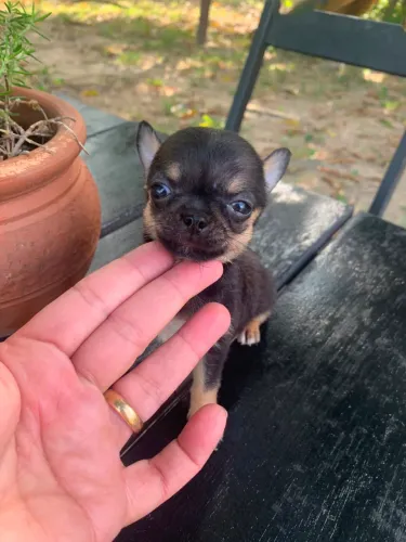 Filhote de chihuahua machos