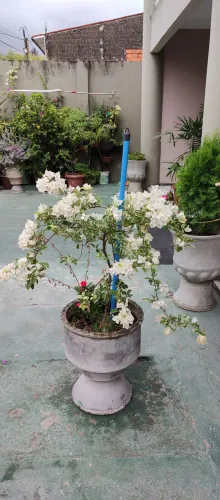 Planta Bougainville variegata