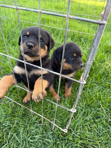 Rottweiler pedigree