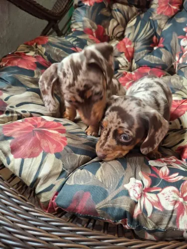 Filhotes dachsund