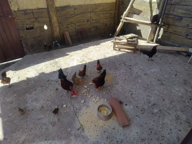 Vendo 7 galinhos garnise
