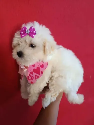 Filhotes de poodle