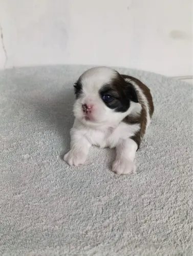 Cachorro Shitzu 