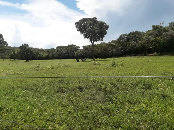 Fazenda para Venda em Barrolândia