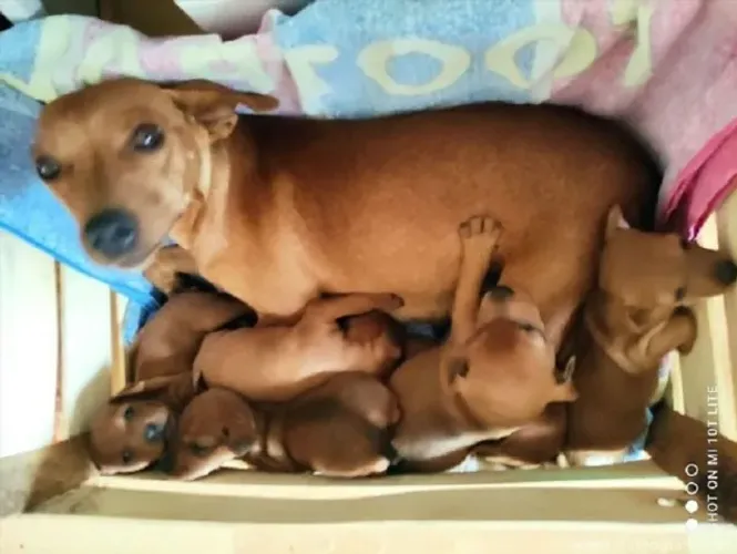 salsichinha x pinscher Patinhas prontas para brincar. chama 9 9751.6491