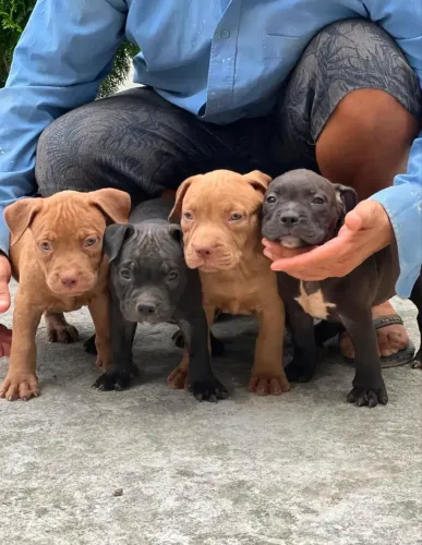 Doaçao  de Filhotes de Pitbull