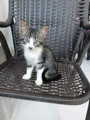 Gatinha de dois meses pra adoção responsável.