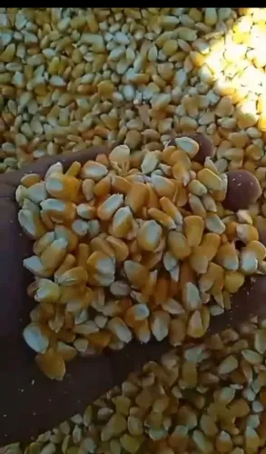 Milho de Qualidade Disponivel direto da Fazenda