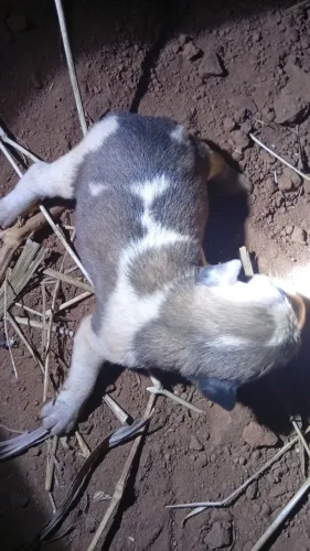 Cachorro para doação