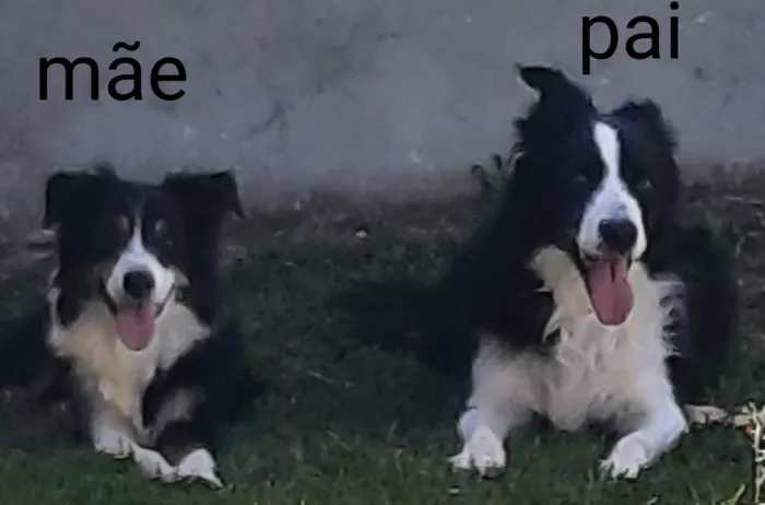 Lindos filhotes de Border Collie. 