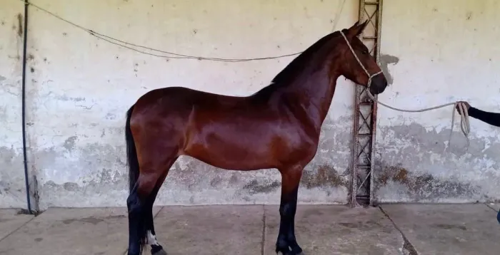 Vendo ou troco em veículo égua mangalarga marchador de pista