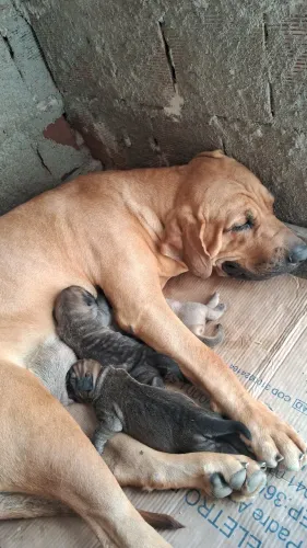 Filhotes de fila brasileiro disponíveis para reserva!