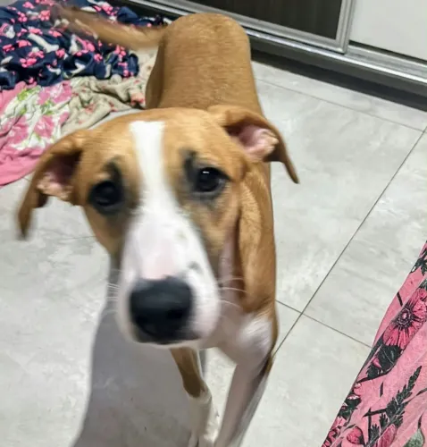 DOAÇÃO DE CACHORRA 