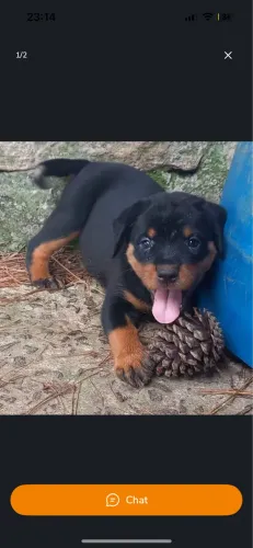 Filhotes de Rottweiler!! Dogs Rot forte e corajosos
