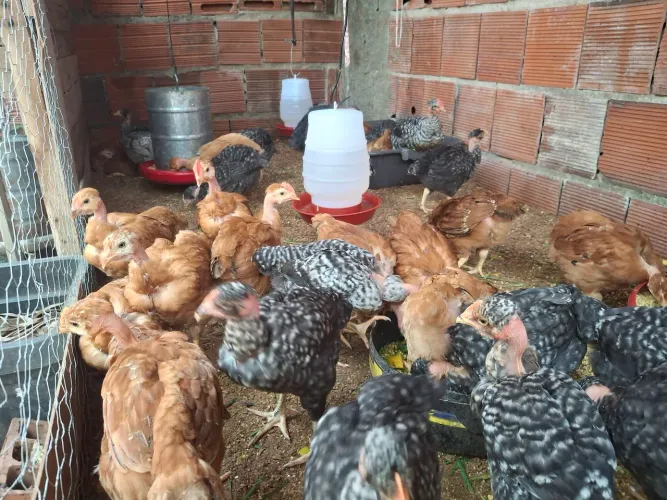 Pintos label Rouge 1 mês