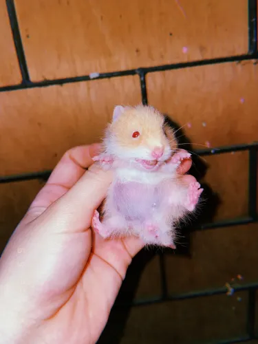Hamster