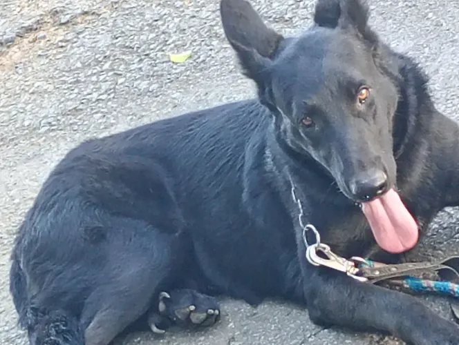 Pastor belga macho 1 ano de idade tel 62- *