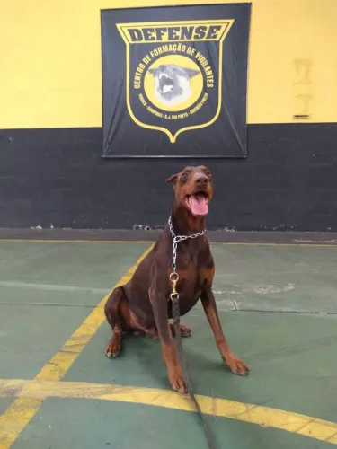 Adestramento de cães