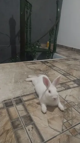 Doando coelho