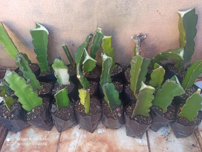 Mudas de pitaya
