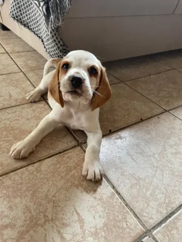 Filhote de Beagle o pequeno travesso que rouba corações