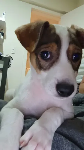 ADOÇÃO DISPONÍVEL FILHOTE FÊMEA