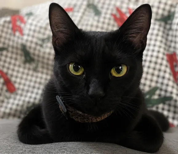 Gata SUPER carinhosa 