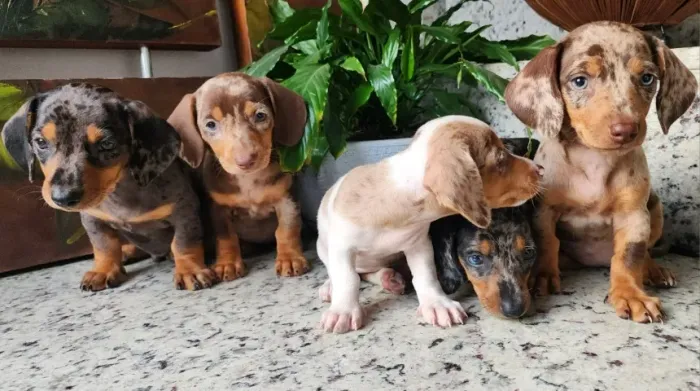 Com Várias Cores a Pronta Entrega. Dachshund