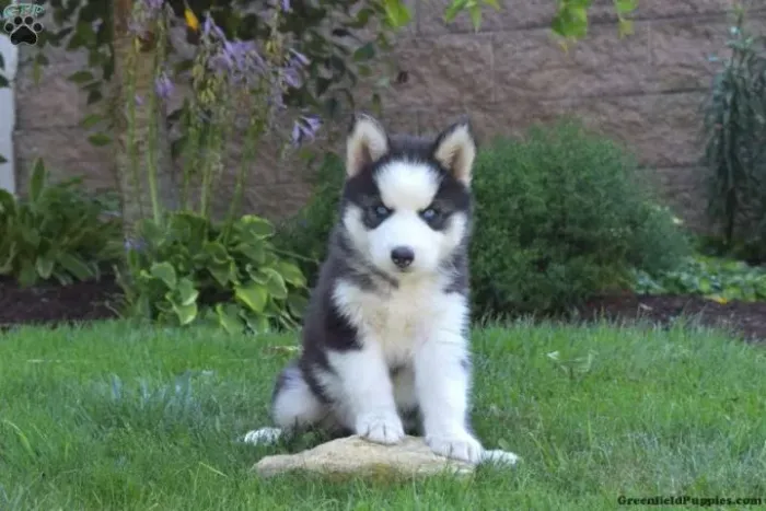 ?Husky Siberiano filhotes lindos - entrega imediata?