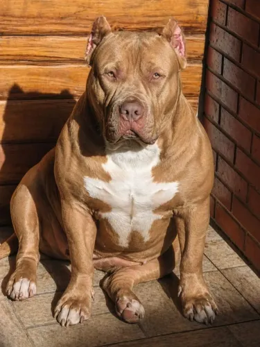 Pitmonster